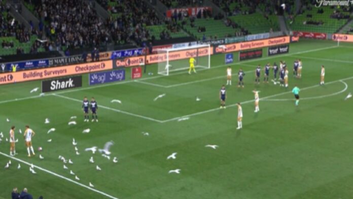 أسرابٌ من طيور تقتحم مباراة بالدوري الأسترالي.. فيديو